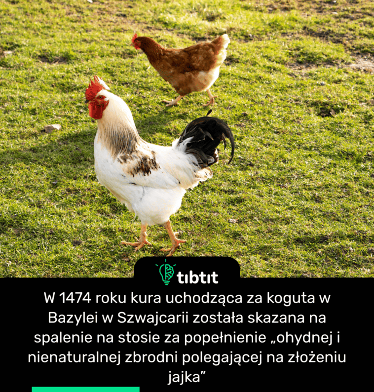 W 1474 roku kura uchodząca za koguta w Bazylei w Szwajcarii została skazana na spalenie na stosie za popełnienie „ohydnej i nienaturalnej zbrodni polegającej na złożeniu jajka”