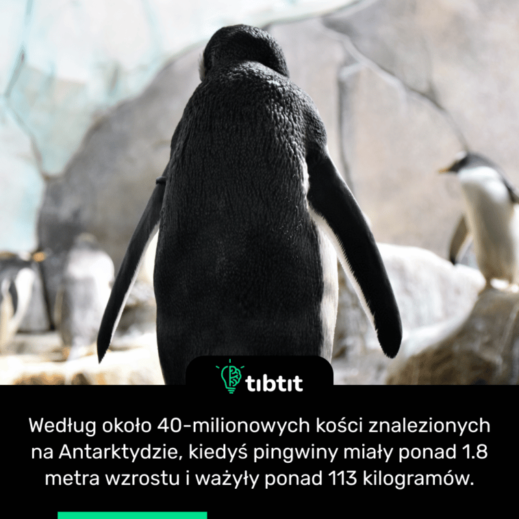 Według około 40-milionowych kości znalezionych na Antarktydzie, kiedyś pingwiny miały ponad 1.8 metra wzrostu i ważyły ponad 113 kilogramów.