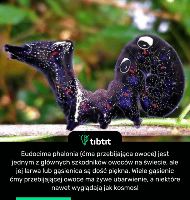 Eudocima phalonia (ćma przebijająca owoce) jest jednym z głównych szkodników owoców na świecie, ale jej larwa lub gąsienica są dość piękna. Wiele gąsienic ćmy przebijającej owoce ma żywe ubarwienie, a niektóre nawet wyglądają jak kosmos!