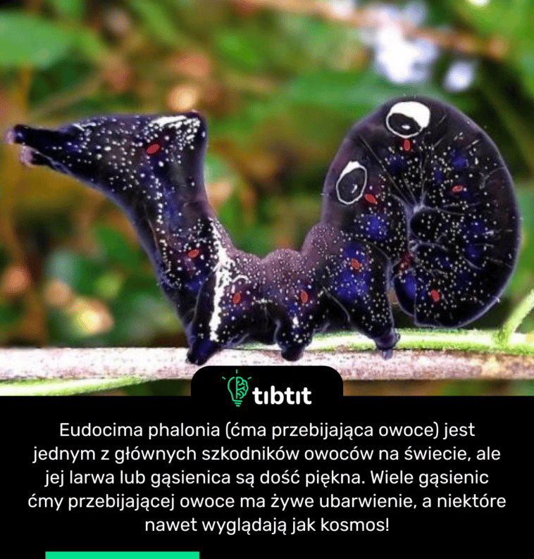 Eudocima phalonia (ćma przebijająca owoce) jest jednym z głównych szkodników owoców na świecie, ale jej larwa lub gąsienica są dość piękna. Wiele gąsienic ćmy przebijającej owoce ma żywe ubarwienie, a niektóre nawet wyglądają jak kosmos!