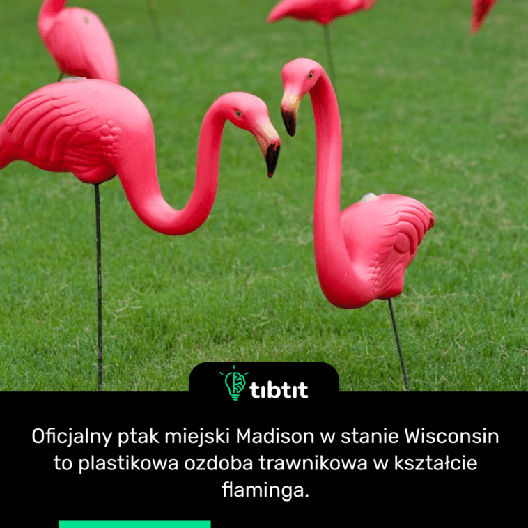 Oficjalny ptak miejski Madison w stanie Wisconsin to plastikowa ozdoba trawnikowa w kształcie flaminga.