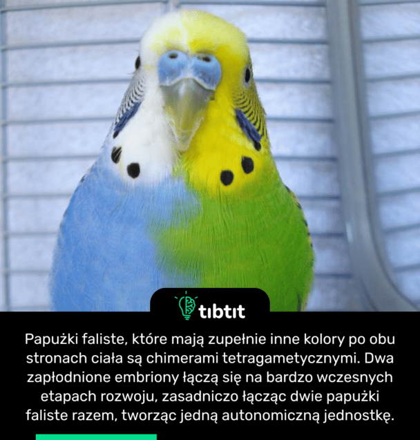 Papużki faliste, które mają zupełnie inne kolory po obu stronach ciała są chimerami tetragametycznymi. Dwa zapłodnione embriony łączą się na bardzo wczesnych etapach rozwoju, zasadniczo łącząc dwie papużki faliste razem, tworząc jedną autonomiczną jednostkę.