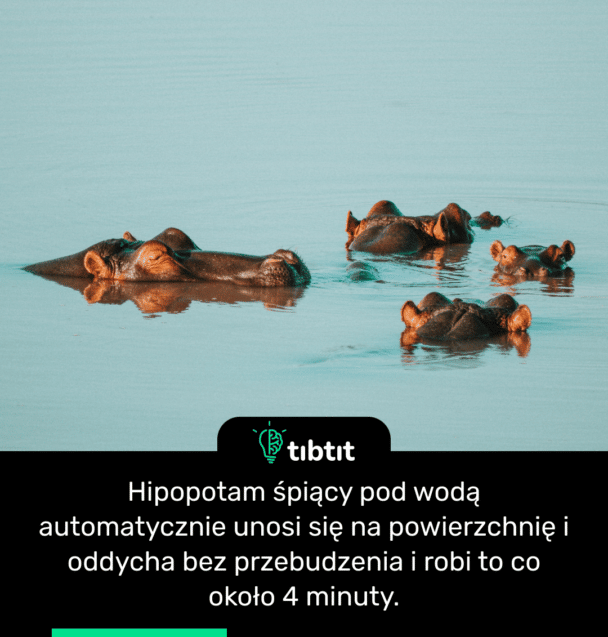 Hipopotam śpiący pod wodą automatycznie unosi się na powierzchnię i oddycha bez przebudzenia i robi to co około 4 minuty.