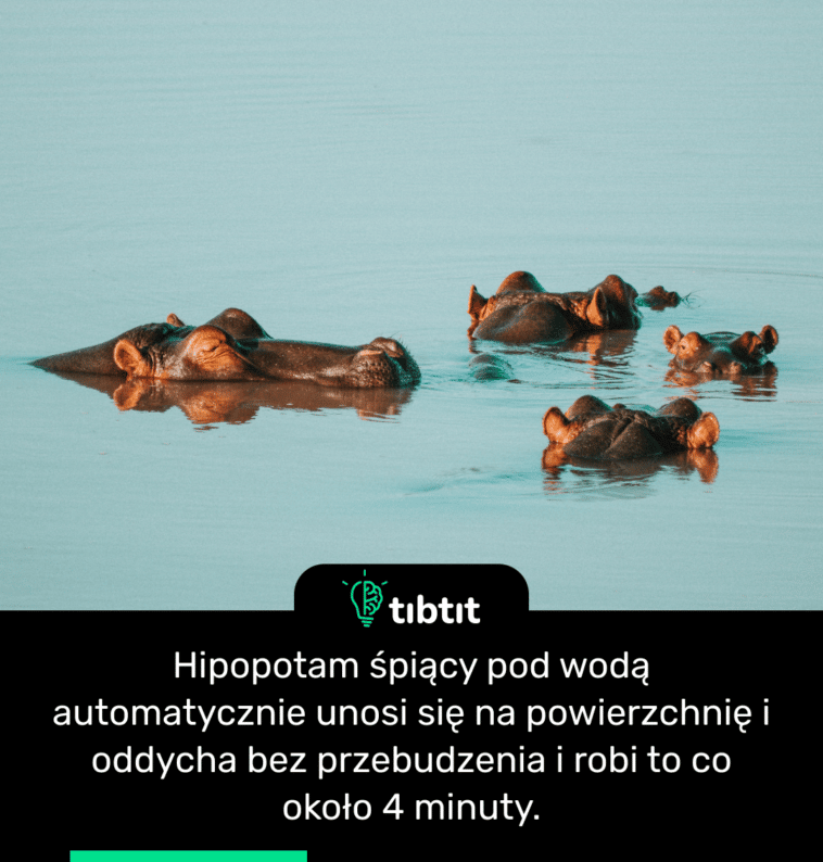 Hipopotam śpiący pod wodą automatycznie unosi się na powierzchnię i oddycha bez przebudzenia i robi to co około 4 minuty.