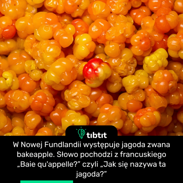 W Nowej Fundlandii występuje jagoda zwana bakeapple. Słowo pochodzi z francuskiego „Baie qu'appelle?” czyli „Jak się nazywa ta jagoda?”