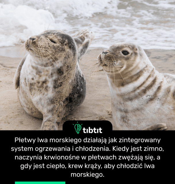 Płetwy lwa morskiego działają jak zintegrowany system ogrzewania i chłodzenia. Kiedy jest zimno, naczynia krwionośne w płetwach zwężają się, a gdy jest ciepło, krew krąży, aby chłodzić lwa morskiego.