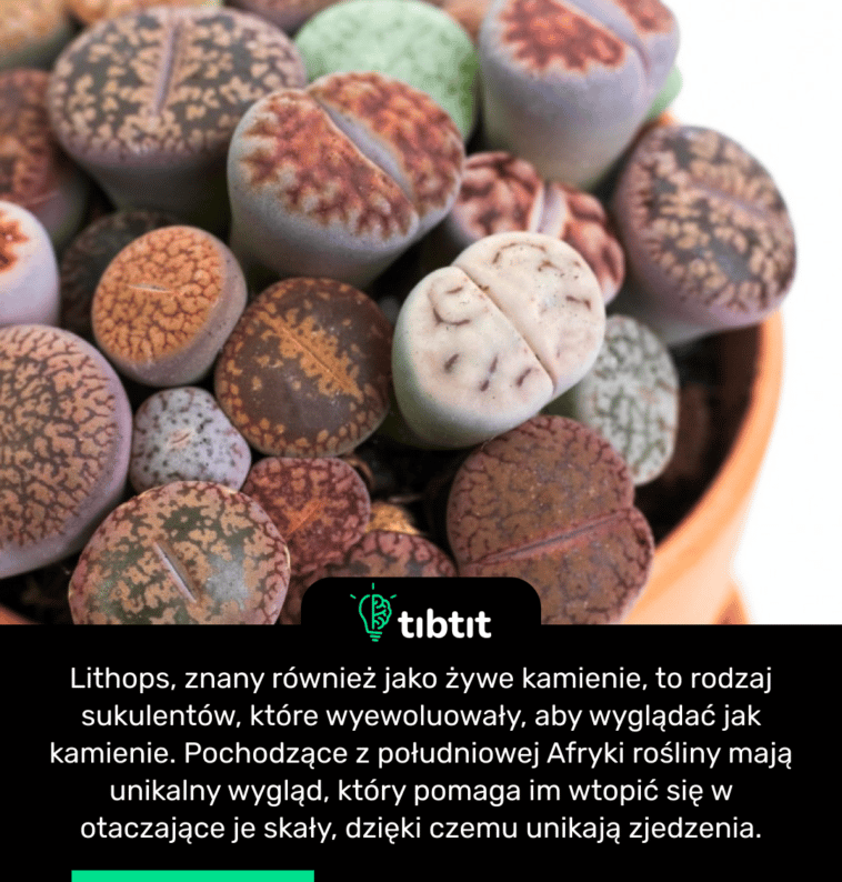 Lithops, znany również jako żywe kamienie, to rodzaj sukulentów, które wyewoluowały, aby wyglądać jak kamienie. Pochodzące z południowej Afryki rośliny mają unikalny wygląd, który pomaga im wtopić się w otaczające je skały, dzięki czemu unikają zjedzenia.