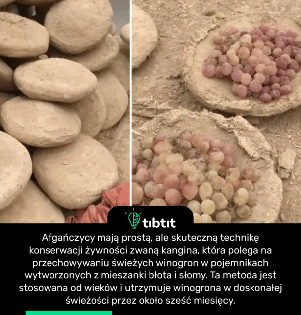 Afgańczycy mają prostą, ale skuteczną technikę konserwacji żywności zwaną kangina, która polega na przechowywaniu świeżych winogron w pojemnikach wytworzonych z mieszanki błota i słomy. Ta metoda jest stosowana od wieków i utrzymuje winogrona w doskonałej świeżości przez około sześć miesięcy.
