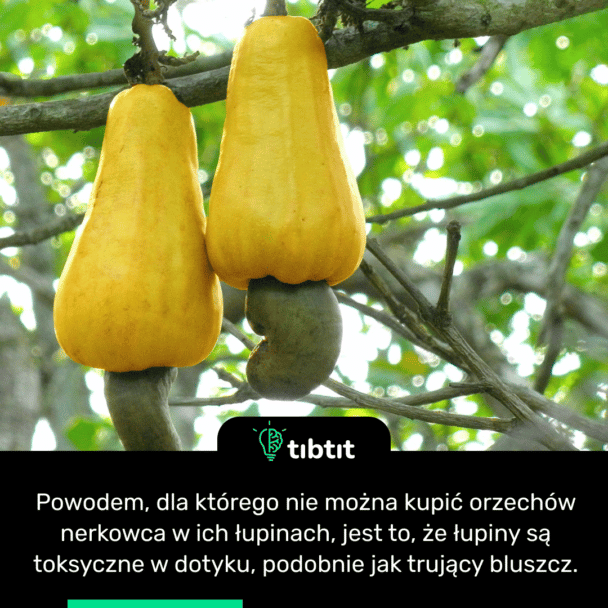 Powodem, dla którego nie można kupić orzechów nerkowca w ich łupinach, jest to, że łupiny są toksyczne w dotyku, podobnie jak trujący bluszcz.