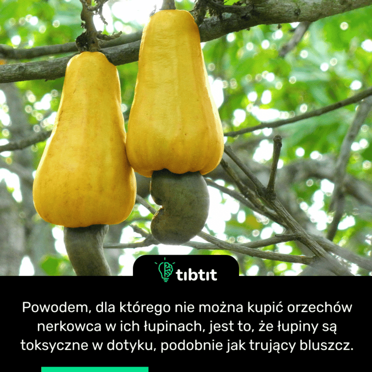 Powodem, dla którego nie można kupić orzechów nerkowca w ich łupinach, jest to, że łupiny są toksyczne w dotyku, podobnie jak trujący bluszcz.