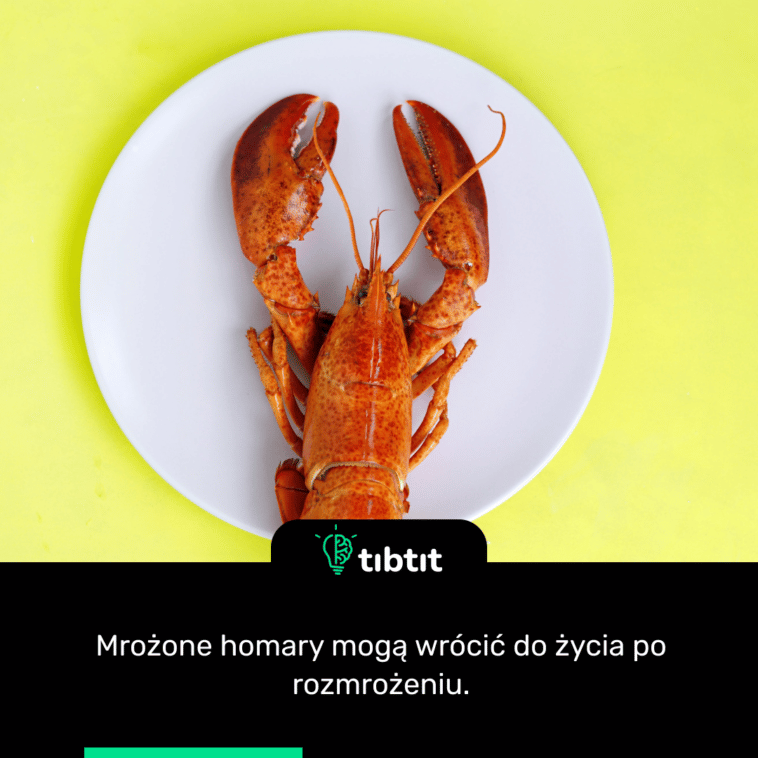 Mrożone homary mogą wrócić do życia po rozmrożeniu.