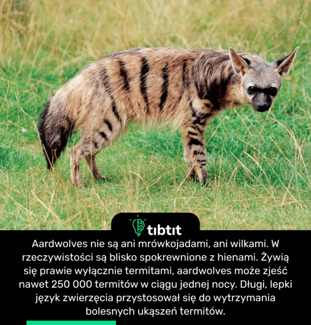 Aardwolves nie są ani mrówkojadami, ani wilkami. W rzeczywistości są blisko spokrewnione z hienami. Żywią się prawie wyłącznie termitami, aardwolves może zjeść nawet 250 000 termitów w ciągu jednej nocy. Długi, lepki język zwierzęcia przystosował się do wytrzymania bolesnych ukąszeń termitów.