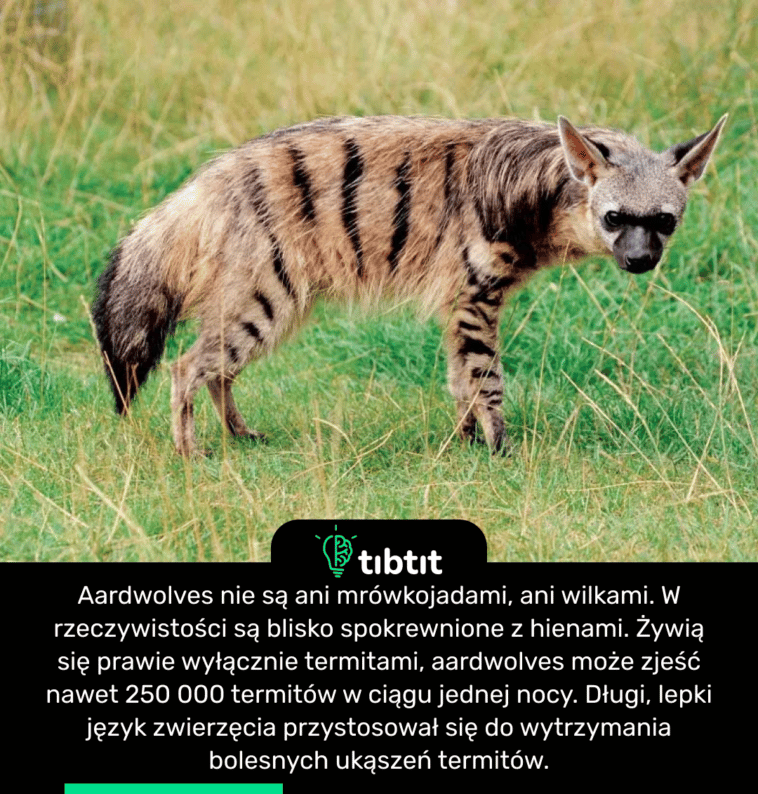 Aardwolves nie są ani mrówkojadami, ani wilkami. W rzeczywistości są blisko spokrewnione z hienami. Żywią się prawie wyłącznie termitami, aardwolves może zjeść nawet 250 000 termitów w ciągu jednej nocy. Długi, lepki język zwierzęcia przystosował się do wytrzymania bolesnych ukąszeń termitów.