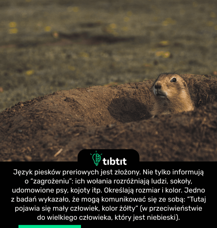 Język piesków preriowych jest złożony. Nie tylko informują o “zagrożeniu”: ich wołania rozróżniają ludzi, sokoły, udomowione psy, kojoty itp. Określają rozmiar i kolor. Jedno z badań wykazało, że mogą komunikować się ze sobą: “Tutaj pojawia się mały człowiek, kolor żółty” (w przeciwieństwie do wielkiego człowieka, który jest niebieski).