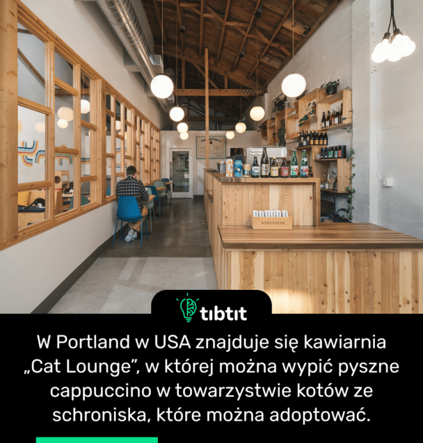 W Portland w USA znajduje się kawiarnia „Cat Lounge”, w której można wypić pyszne cappuccino w towarzystwie kotów ze schroniska, które można adoptować.