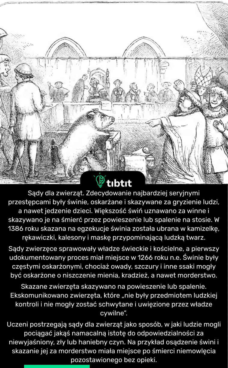 Sądy dla zwierząt. Zdecydowanie najbardziej seryjnymi przestępcami były świnie, oskarżane i skazywane za gryzienie ludzi, a nawet jedzenie dzieci. Większość świń uznawano za winne i skazywano je na śmierć przez powieszenie lub spalenie na stosie. W 1386 roku skazana na egzekucje świnia została ubrana w kamizelkę, rękawiczki, kalesony i maskę przypominającą ludzką twarz. Sądy zwierzęce sprawowały władze świeckie i kościelne, a pierwszy udokumentowany proces miał miejsce w 1266 roku n.e. Świnie były częstymi oskarżonymi, chociaż owady, szczury i inne ssaki mogły być oskarżone o niszczenie mienia, kradzież, a nawet morderstwo. Skazane zwierzęta skazywano na powieszenie lub spalenie. Ekskomunikowano zwierzęta, które „nie były przedmiotem ludzkiej kontroli i nie mogły zostać schwytane i uwięzione przez władze cywilne”. Uczeni postrzegają sądy dla zwierząt jako sposób, w jaki ludzie mogli pociągać jakąś namacalną istotę do odpowiedzialności za niewyjaśniony, zły lub haniebny czyn. Na przykład osądzenie świni i skazanie jej za morderstwo miała miejsce po śmierci niemowlęcia pozostawionego bez opieki.