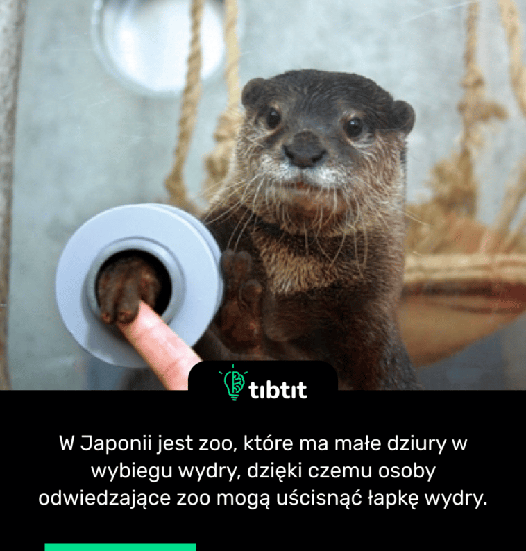 W Japonii jest zoo, które ma małe dziury w wybiegu wydry, dzięki czemu osoby odwiedzające zoo mogą uścisnąć łapkę wydry.