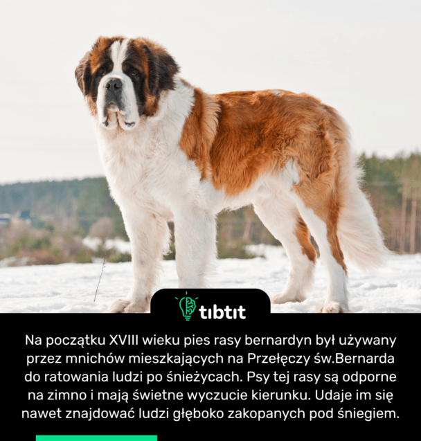 Na początku XVIII wieku pies rasy bernardyn był używany przez mnichów mieszkających na Przełęczy św.Bernarda do ratowania ludzi po śnieżycach. Psy tej rasy są odporne na zimno i mają świetne wyczucie kierunku. Udaje im się nawet znajdować ludzi głęboko zakopanych pod śniegiem.