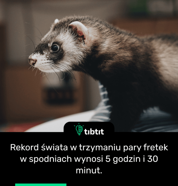 Rekord świata w trzymaniu pary fretek w spodniach wynosi 5 godzin i 30 minut.
