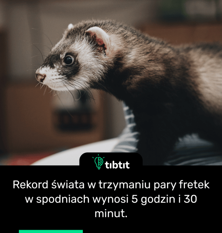Rekord świata w trzymaniu pary fretek w spodniach wynosi 5 godzin i 30 minut.