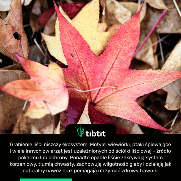 Grabienie liści niszczy ekosystem. Motyle, wiewiórki, ptaki śpiewające i wiele innych zwierząt jest uzależnionych od ściółki liściowej - źródło pokarmu lub ochrony. Ponadto opadłe liście zakrywają system korzeniowy, tłumią chwasty, zachowują wilgotność gleby i działają jak naturalny nawóz oraz pomagają utrzymać zdrowy trawnik.