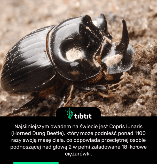 Najsilniejszym owadem na świecie jest Copris lunaris (Horned Dung Beetle), który może podnieść ponad 1100 razy swoją masę ciała, co odpowiada przeciętnej osobie podnoszącej nad głową 2 w pełni załadowane 18-kołowe ciężarówki.