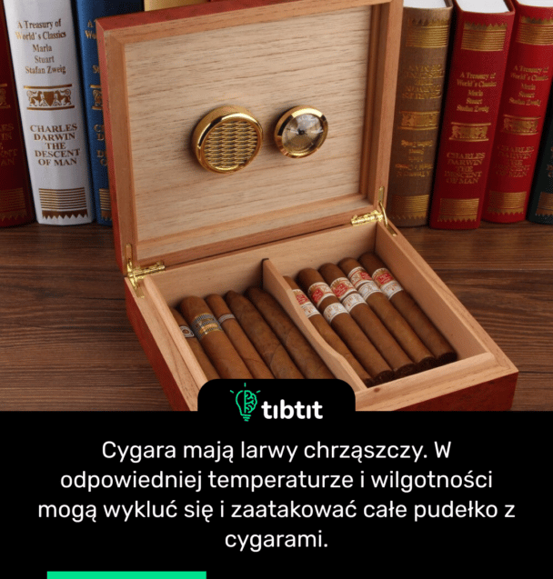 Cygara mają larwy chrząszczy. W odpowiedniej temperaturze i wilgotności mogą wykluć się i zaatakować całe pudełko z cygarami.