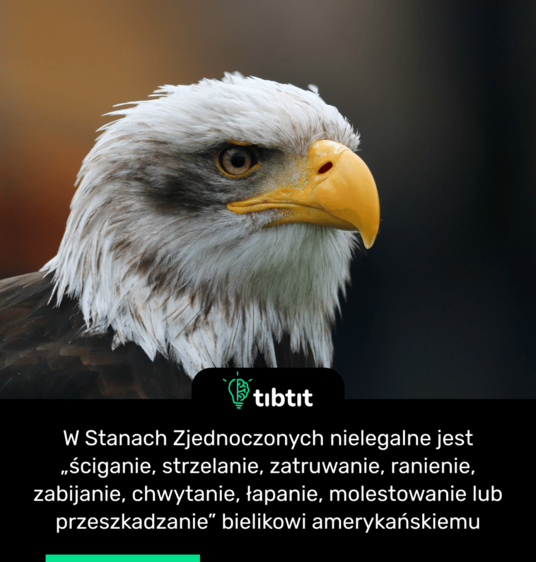 W Stanach Zjednoczonych nielegalne jest „ściganie, strzelanie, zatruwanie, ranienie, zabijanie, chwytanie, łapanie, molestowanie lub przeszkadzanie” bielikowi amerykańskiemu