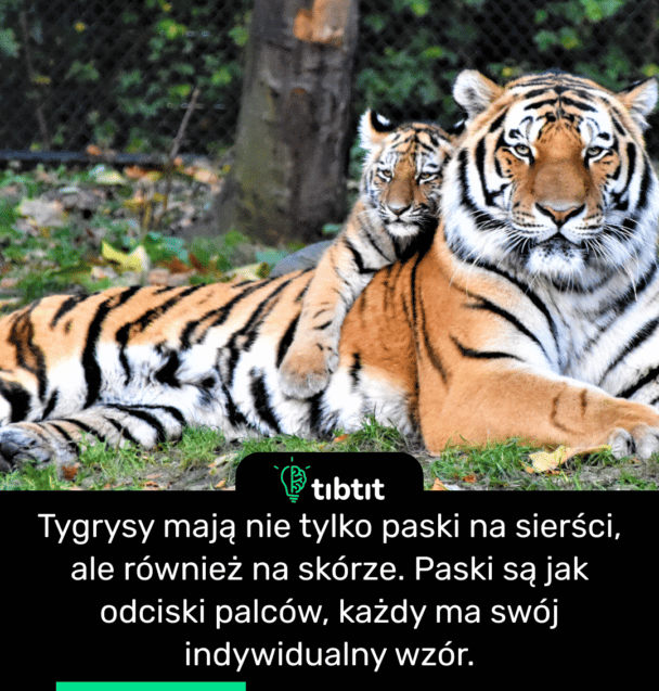 Tygrysy mają nie tylko paski na sierści, ale również na skórze. Paski są jak odciski palców, każdy ma swój indywidualny wzór.