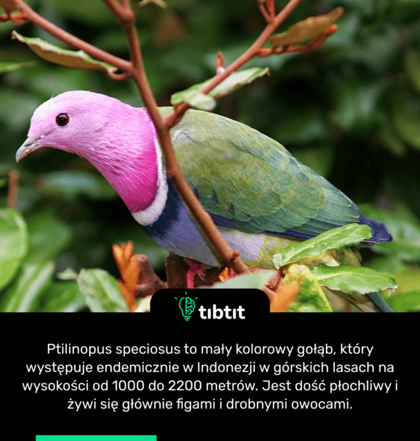 Ptilinopus speciosus to mały kolorowy gołąb, który występuje endemicznie w Indonezji w górskich lasach na wysokości od 1000 do 2200 metrów. Jest dość płochliwy i żywi się głównie figami i drobnymi owocami.