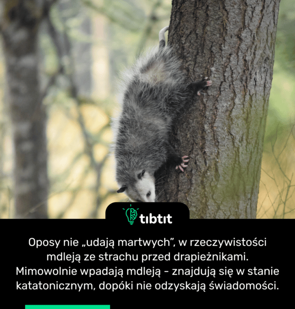 Oposy nie „udają martwych”, w rzeczywistości mdleją ze strachu przed drapieżnikami. Mimowolnie wpadają mdleją - znajdują się w stanie katatonicznym, dopóki nie odzyskają świadomości.