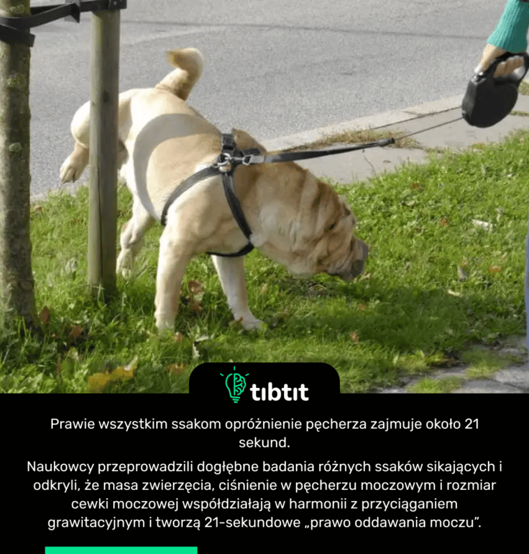 Prawie wszystkim ssakom opróżnienie pęcherza zajmuje około 21 sekund. Naukowcy przeprowadzili dogłębne badania różnych ssaków sikających i odkryli, że masa zwierzęcia, ciśnienie w pęcherzu moczowym i rozmiar cewki moczowej współdziałają w harmonii z przyciąganiem grawitacyjnym i tworzą 21-sekundowe „prawo oddawania moczu”.