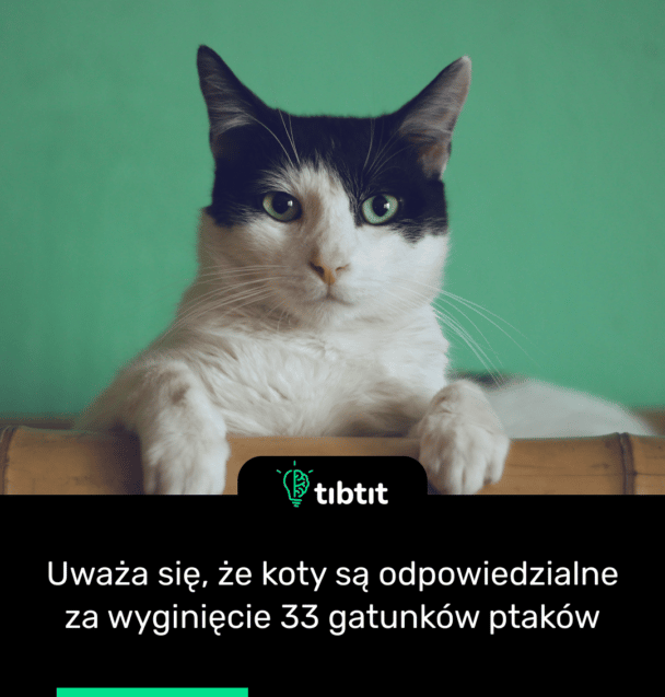 Uważa się, że koty są odpowiedzialne za wyginięcie 33 gatunków ptaków