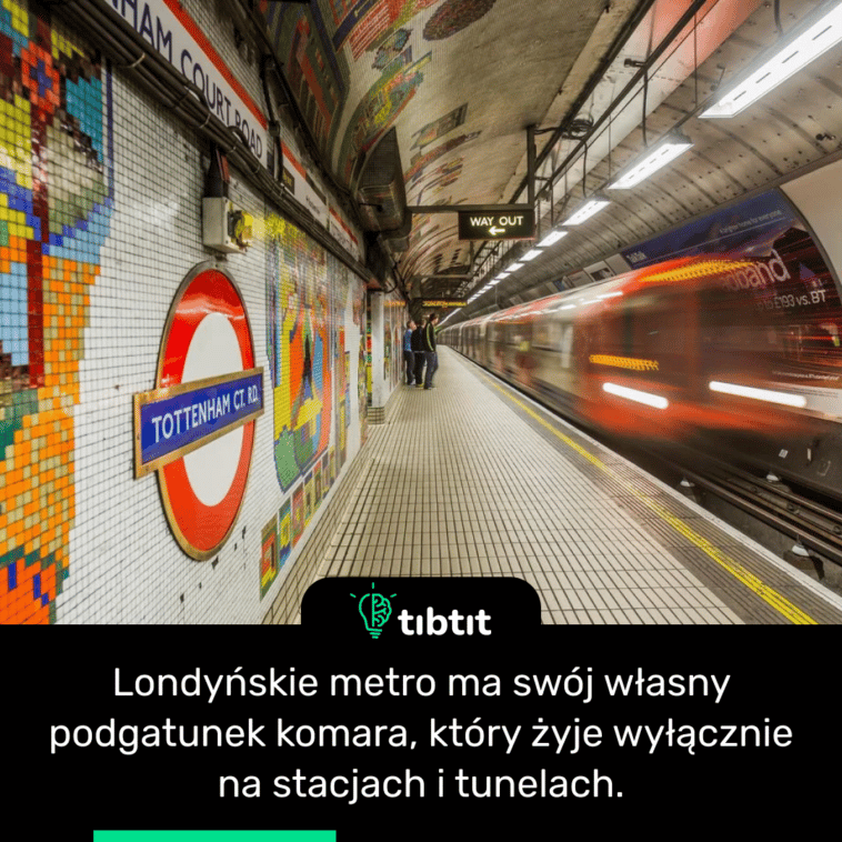 Londyńskie metro ma swój własny podgatunek komara, który żyje wyłącznie na stacjach i tunelach.