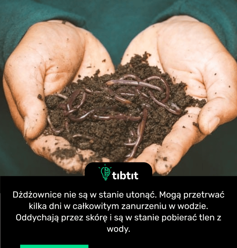 Dżdżownice nie są w stanie utonąć. Mogą przetrwać kilka dni w całkowitym zanurzeniu w wodzie. Oddychają przez skórę i są w stanie pobierać tlen z wody.