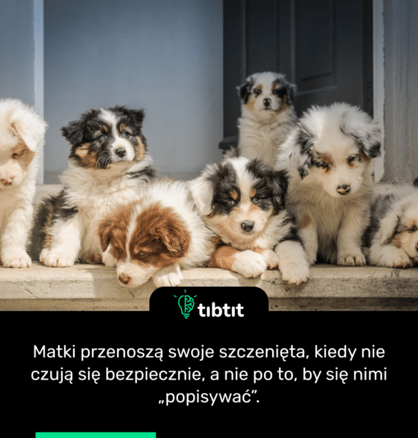 Matki przenoszą swoje szczenięta, kiedy nie czują się bezpiecznie, a nie po to, by się nimi „popisywać”.