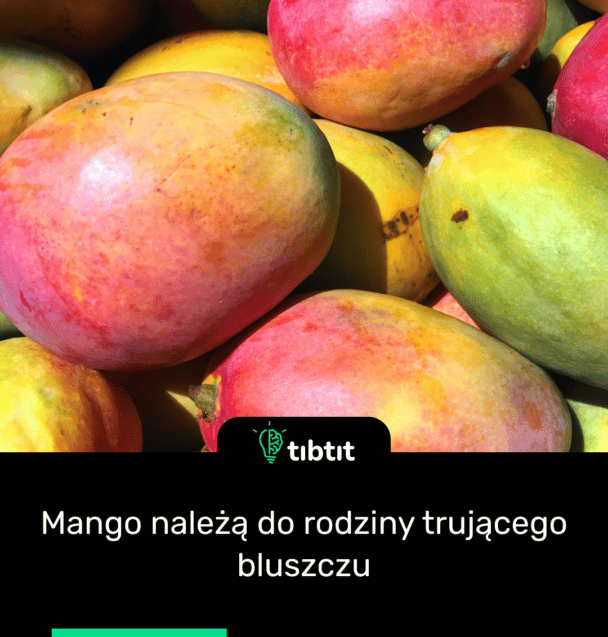 Mango należą do rodziny trującego bluszczu