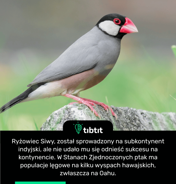 Ryżowiec Siwy, został sprowadzony na subkontynent indyjski, ale nie udało mu się odnieść sukcesu na kontynencie. W Stanach Zjednoczonych ptak ma populacje lęgowe na kilku wyspach hawajskich, zwłaszcza na Oahu.