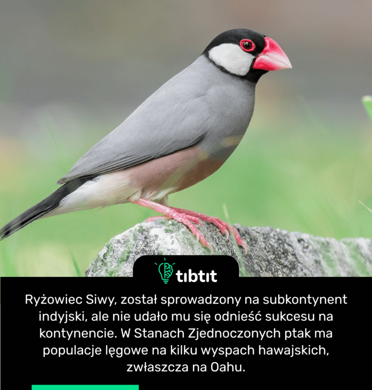 Ryżowiec Siwy, został sprowadzony na subkontynent indyjski, ale nie udało mu się odnieść sukcesu na kontynencie. W Stanach Zjednoczonych ptak ma populacje lęgowe na kilku wyspach hawajskich, zwłaszcza na Oahu.