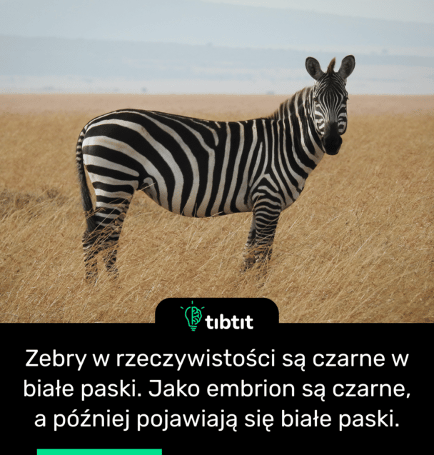 Zebry w rzeczywistości są czarne w białe paski. Jako embrion są czarne, a później pojawiają się białe paski.