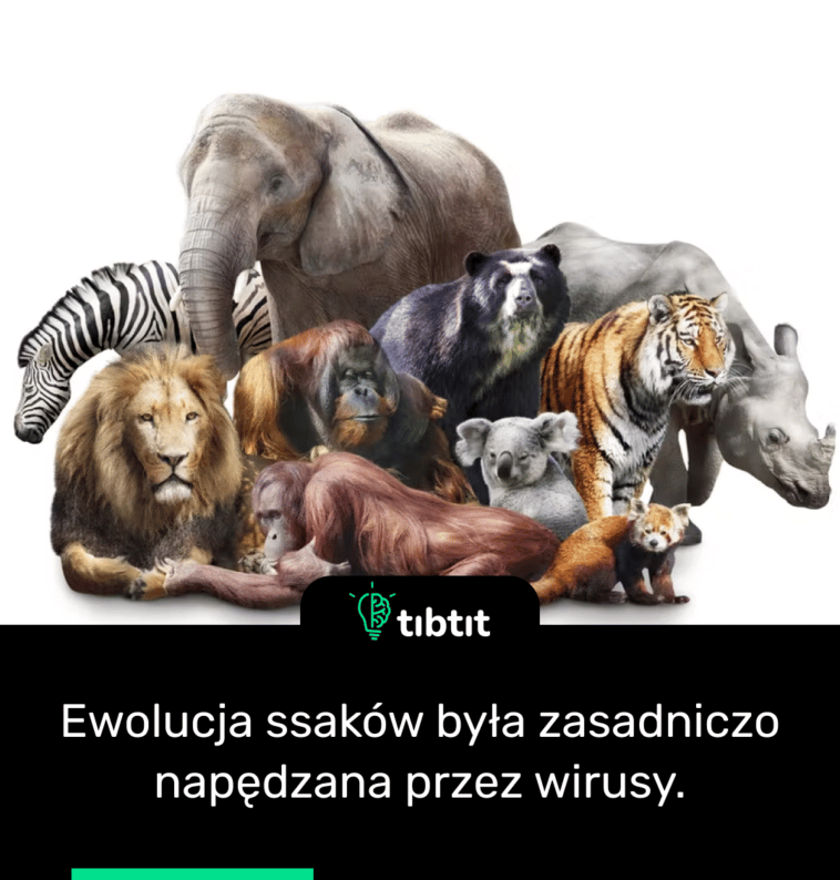 Ewolucja ssaków była zasadniczo napędzana przez wirusy.