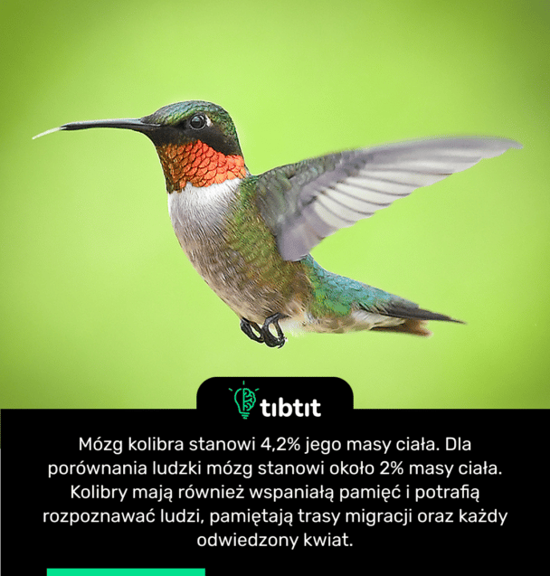 Mózg kolibra stanowi 4,2% jego masy ciała. Dla porównania ludzki mózg stanowi około 2% masy ciała. Kolibry mają również wspaniałą pamięć i potrafią rozpoznawać ludzi, pamiętają trasy migracji oraz każdy odwiedzony kwiat.