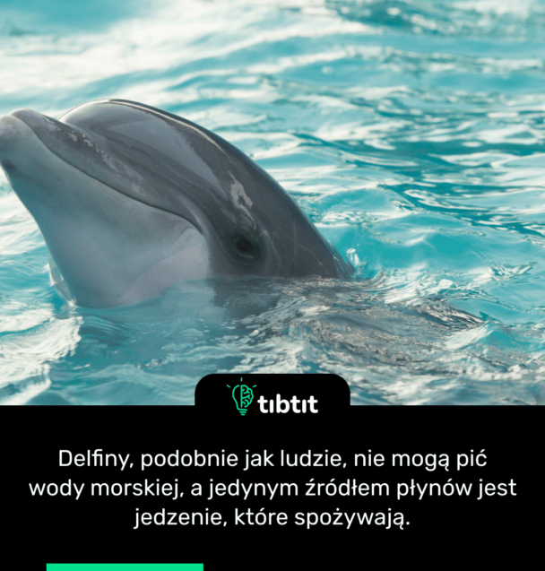 Delfiny, podobnie jak ludzie, nie mogą pić wody morskiej, a jedynym źródłem płynów jest jedzenie, które spożywają.