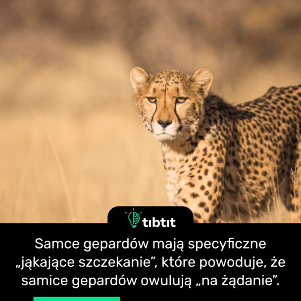Samce gepardów mają specyficzne „jąkające szczekanie”, które powoduje, że samice gepardów owulują „na żądanie”.
