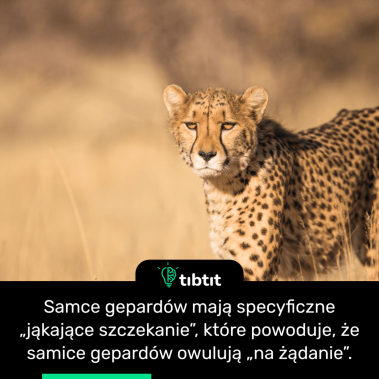 Samce gepardów mają specyficzne „jąkające szczekanie”, które powoduje, że samice gepardów owulują „na żądanie”.