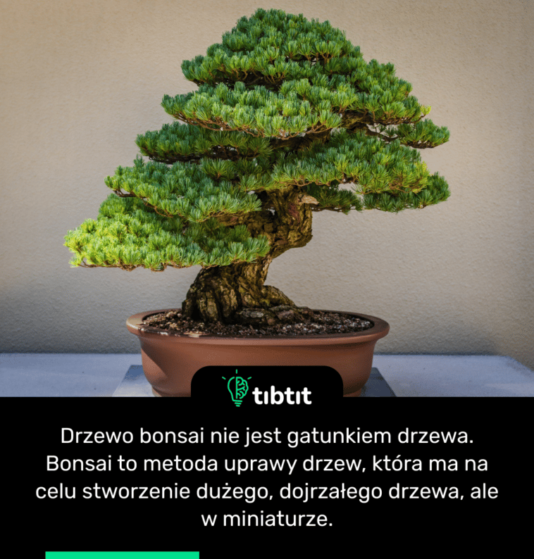 Drzewo bonsai nie jest gatunkiem drzewa. Bonsai to metoda uprawy drzew, która ma na celu stworzenie dużego, dojrzałego drzewa, ale w miniaturze.