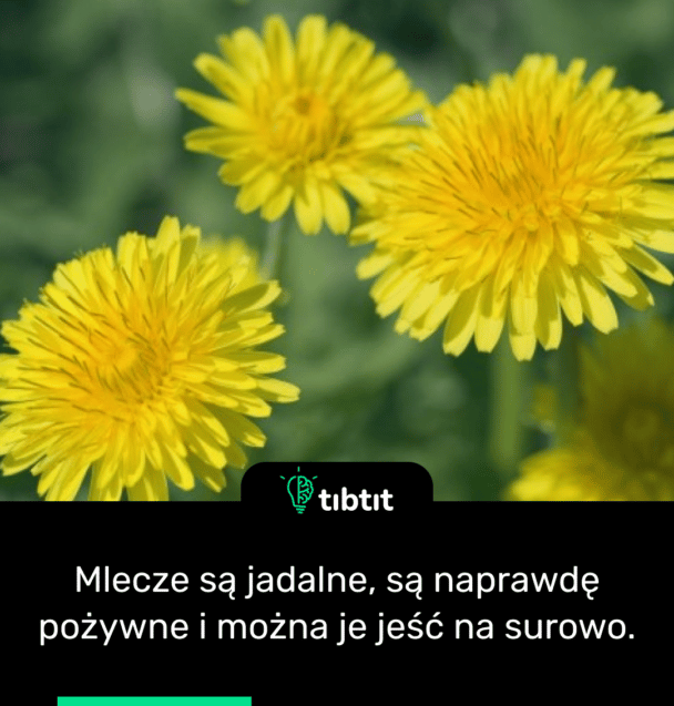Mlecze są jadalne, są naprawdę pożywne i można je jeść na surowo.