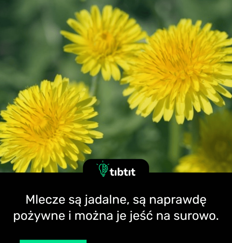 Mlecze są jadalne, są naprawdę pożywne i można je jeść na surowo.