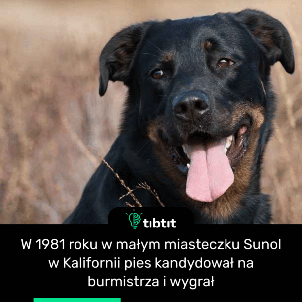 W 1981 roku w małym miasteczku Sunol w Kalifornii pies kandydował na burmistrza i wygrał