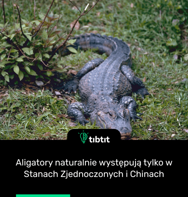 Aligatory naturalnie występują tylko w Stanach Zjednoczonych i Chinach